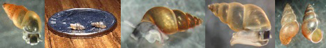 new-zealand-mud-snails-small